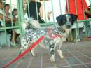 Patinhas Online