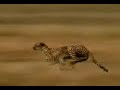 Hunting In Africa - man vs cheetah - funny