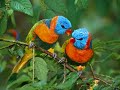 BEAUTIFUL BIRDSAVES EXOTICASMUSICA CLASICA INSTRUMENT