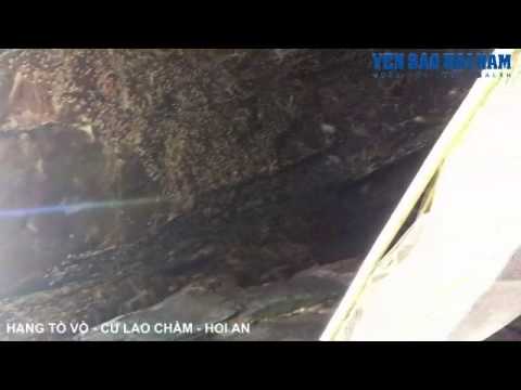 Tổ yến trong hang tò vò