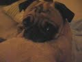 mortal combat pug