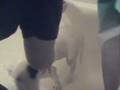videos de English Bull Terrier Takes a bath
