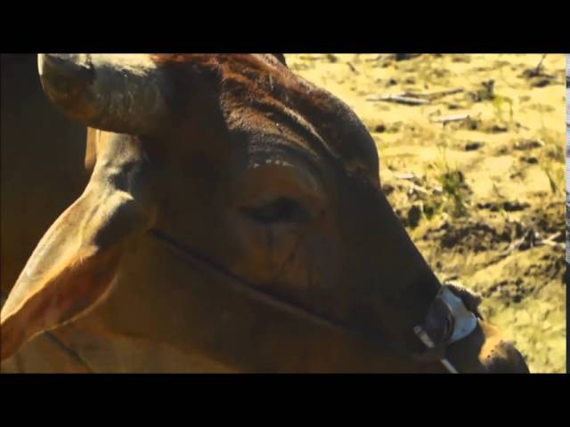 新化區清水社區《老屋老井樓仔厝》