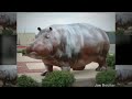 realtron.com Hutto Tx Real Estate For Sale provided by Realtron at 512-258-0909. Affordable country living in Hutto Tx. Homes for sale Hutto Tx call Realtron today at 512-258-0909.
