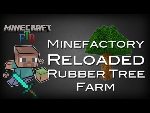 how to replant rubber tree