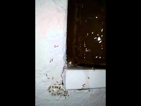 how to eliminate ghost ants