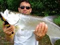 baby tarpon fishing - Maranhão - Brazil baby tarpon fishing - Maranhão - Brazil
