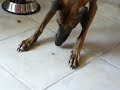 whippet Atissimo (Atýsek)