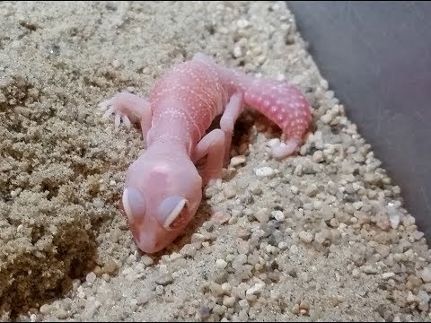 YouTube reptile video