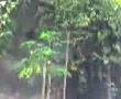 Malunggay tree in mabalacat pampanga philippines year 2007