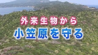 【日本の自然を守れ】世界遺産~小笠原諸島~固有生物を外来種から守る。