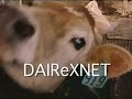 Dariy Cattle Community of Practice