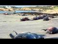 33 whales die in Ireland
