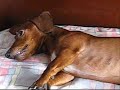 Zeca, o irresist�vel