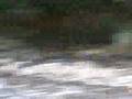 videos de Kokosnoot deel 2!