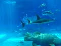Okinawa Aquarium Okinawa Aquarium