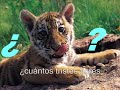 Tres tristes tigres