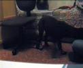 X-TREM TRICKDOGGING: pino 1