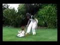 Video divertenti - La nonna e il nipotino Video divertenti - La nonna e il nipotino