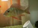 cichlid cichlid