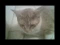laziest cat ever laziest cat ever