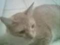 laziest cat ever