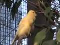 The Canary Aviary at the House that Contains Upwards of 50 Canaries