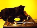 Kater Murphy beim Auflegen