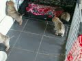 Shar Pei Puppies 4 weeks old playing, this litter of pups is available from 23rd November 09