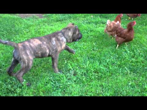 presa canario