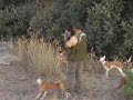 www.PodencoAndaluz.com | video 1:Comienzo de Jornada de caza