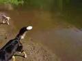 Border Collie video