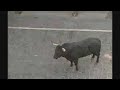 Many injured in Pamplona bull run