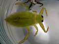 Giant Waterbug