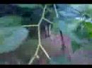 Mulberry Tree