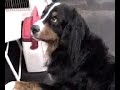stevie the wonder pup  totally blind dog doing obedience 
