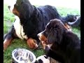 stevie the wonder pup  totally blind dog doing obedience 