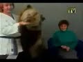 auu que dolor