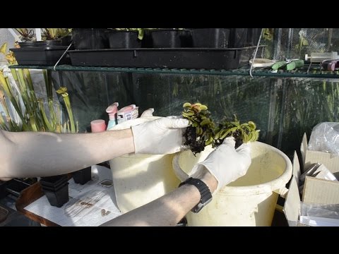 how to replant venus fly trap