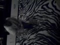 kacperek 4 lata tanczy break dance