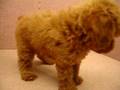 08/13 紅貴賓 poodle -公幼犬1號-日新犬舍
