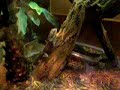 Frilled Lizard and Bearded Dragons (aka baby Norberts)