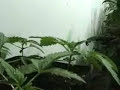 Seeds at 1 and 2 Weeks
