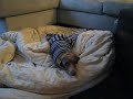 dachshund stuck in a sweatshirt