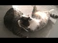 catmovie