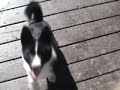 \"Sit\" and \"Down\" \"Sit\" and \"Down\"