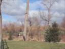 Arbor Aesthetics Cottonwood Removal At The Grove