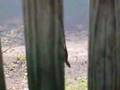 discovery channel - lizards discovery channel - lizards