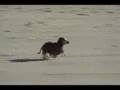 Dachshund-on-the-bea
