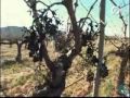 www.alforins.com - Bodega Rafael Cambra.
